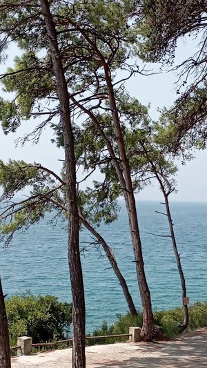 Orman Kampı Deniz Kıyısı